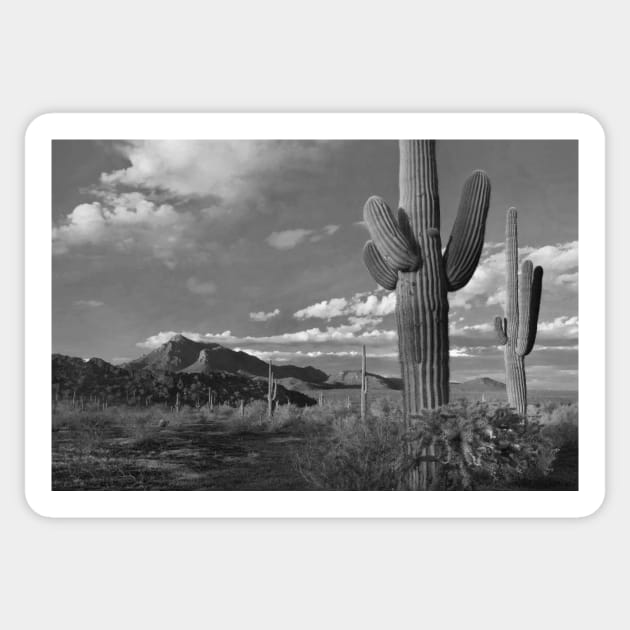 Saguaro And Teddybear Cholla Cacti And The Picacho Mountains Sticker by AinisticGina